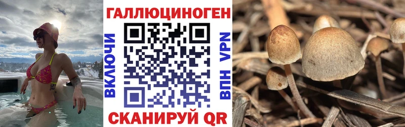 Купить закладки  Катав-Ивановск  Галлюциногенные грибы Psilocybine cubensis 